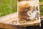 Beekeepers manage their colonies in early winter, when temperatures vary