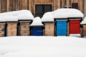 How Bees Survive Winter: Food, Insulation, and Your Help!