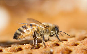 What is the difference between a trap hive and beehive?