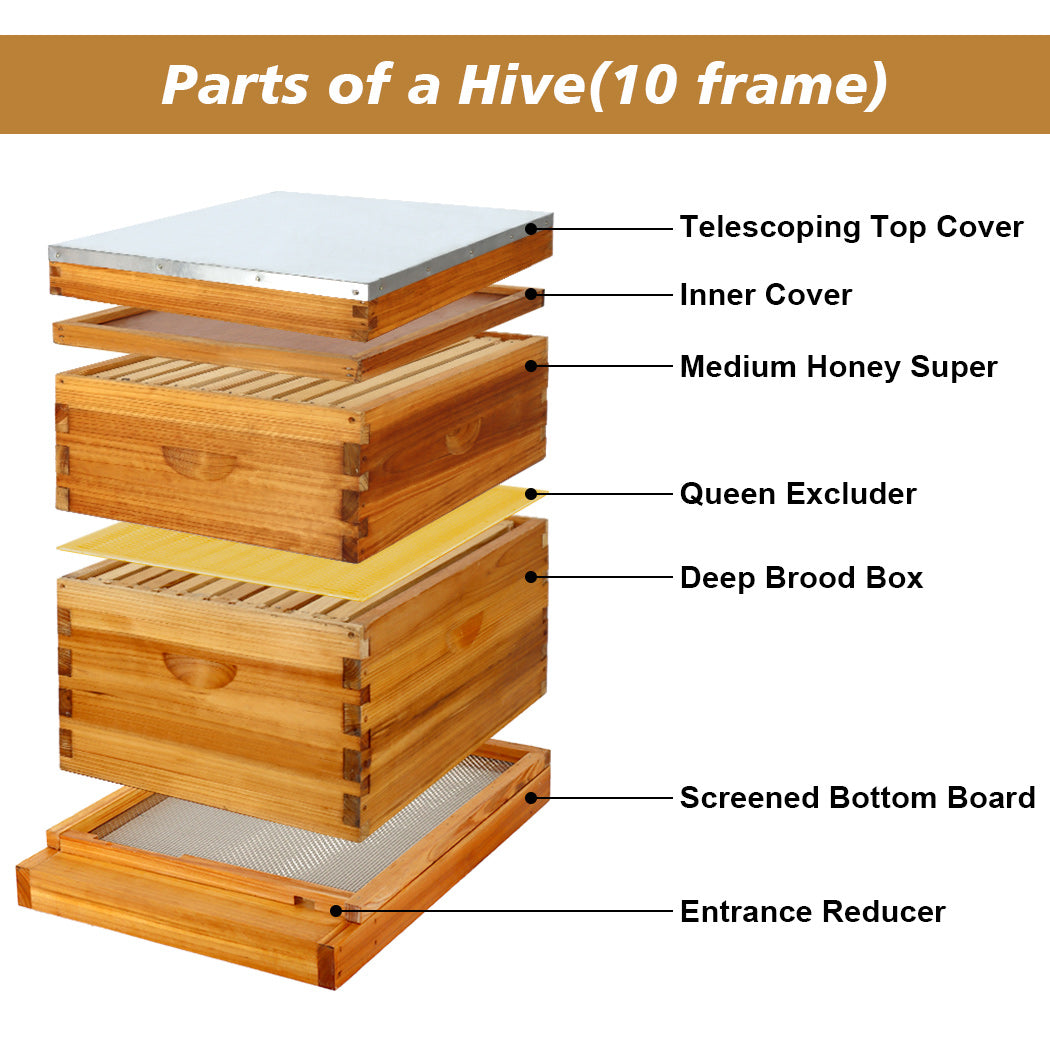 BeeCastle Hives 10 Frame 2 Layer Screened Bottom Board Wax Coat Beehive Kit