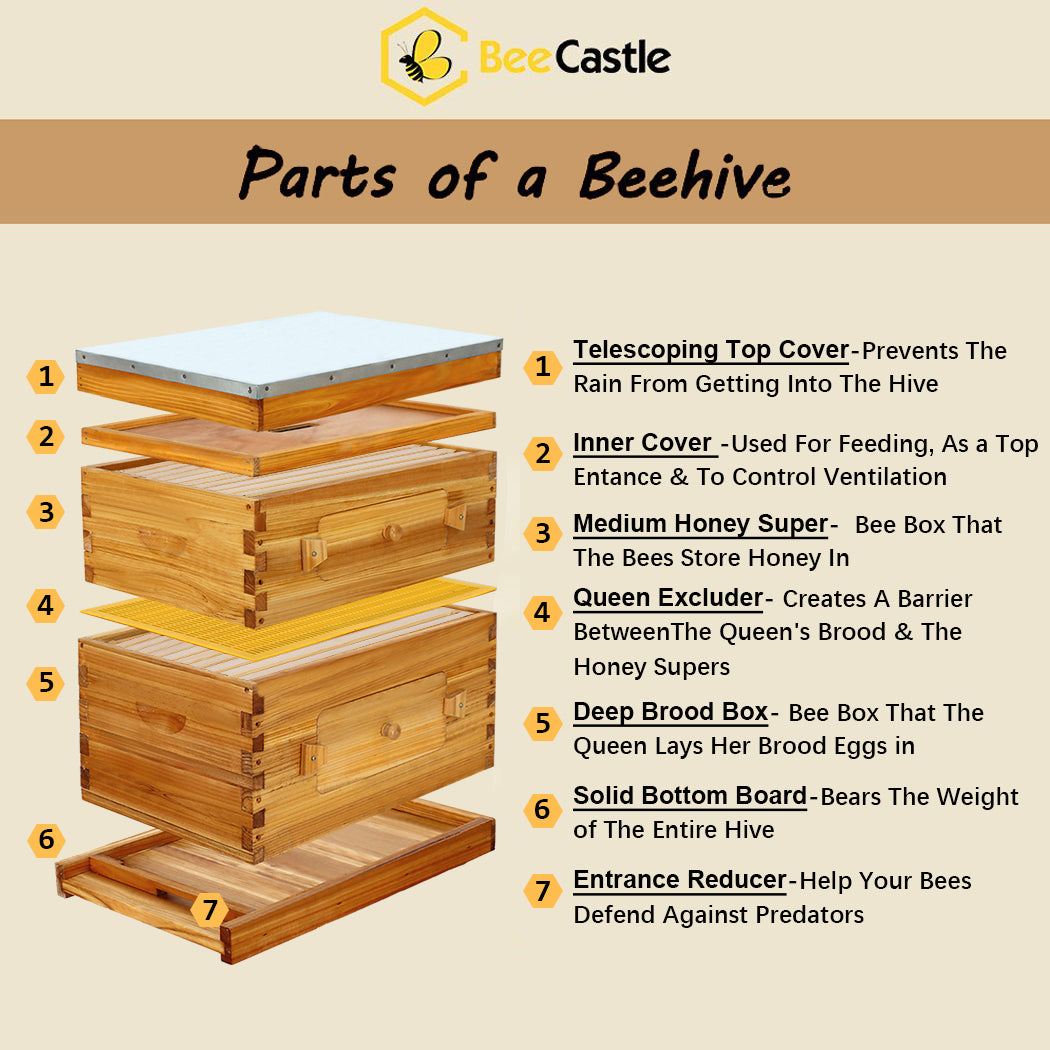 BeeCastle Hives 10 Frame 2 Layer Wax Coat Cedar Wood Beehive Kit