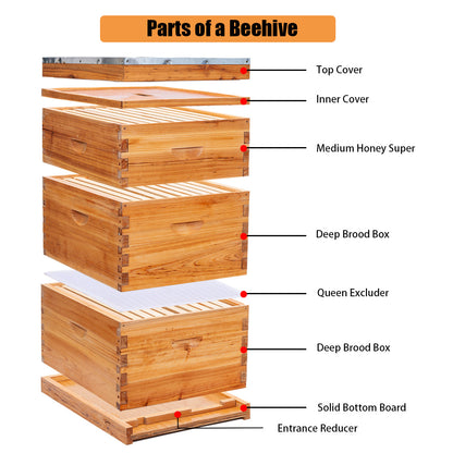 BeeCastle Logo Free 2 SETS 10 Frame 3 Layer Beehive:Cedar Wood Bee Hive with Beeswax Coated Plastic Foundation and Wooden Frames. Unassembled Hive Includes 2 Deep Boxes and 1 Medium Box for an Organic Beekeeping Journey