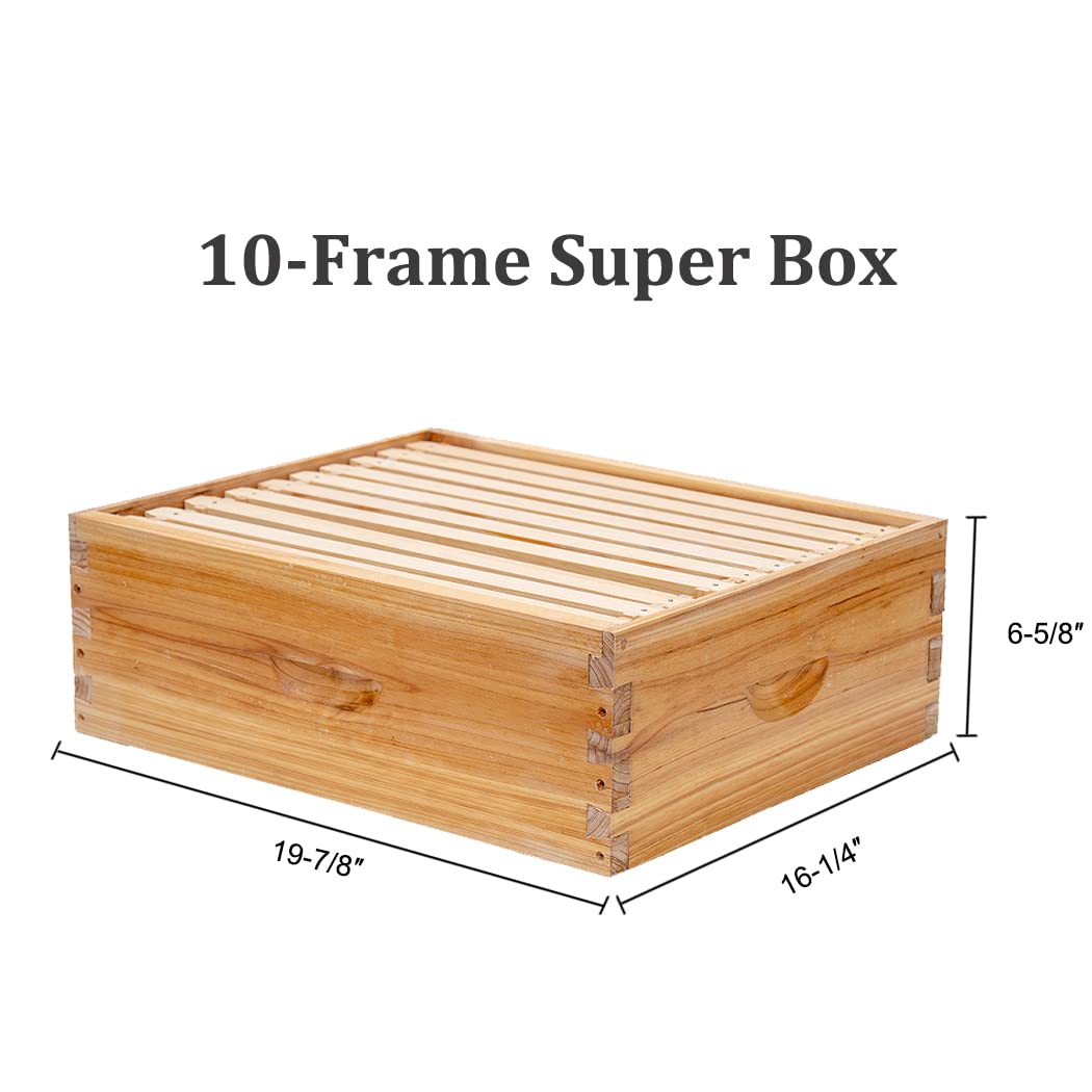 A 10-frame super box for beehives typically measures approximately 16 1/4 inches (41.28 cm) in width, 19 7/8 inches (50.48 cm) in length, and 6 5/8 inches (16.83 cm) in height.