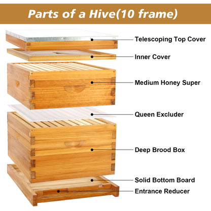 10 frame 2 layer langstroth beehive