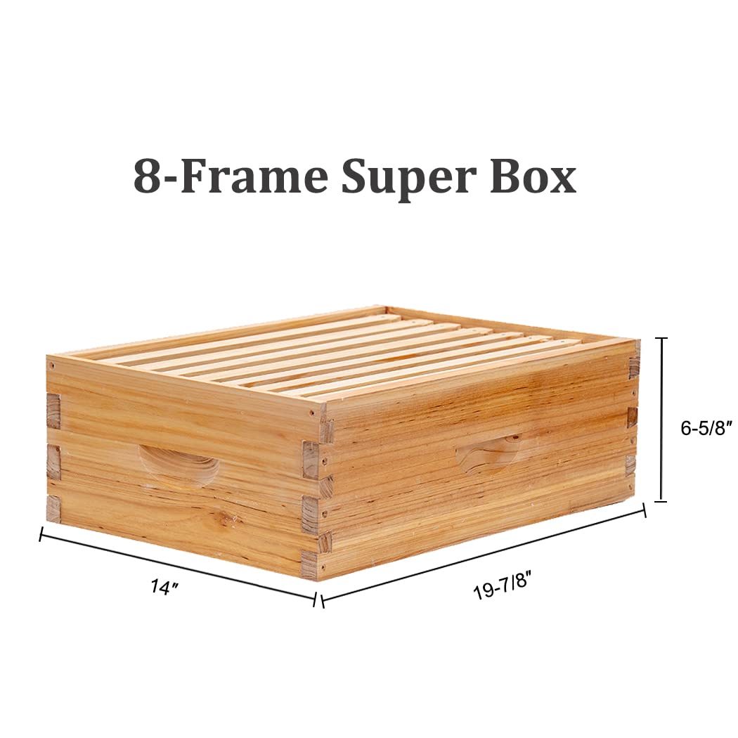 An 8-frame super box for beehives typically measures around 14 inches (35.56 cm) in width, 19 7/8 inches (50.48 cm) in length, and 6 5/8 inches (16.83 cm) in height.