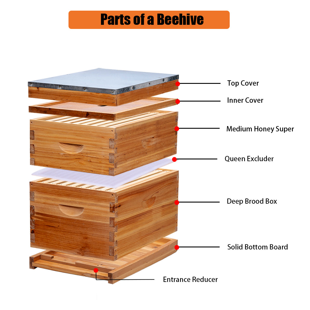 BeeCastle Logo Free 8 Frame Wax Coated 2 Layer Beehive Kit:1 Deep Brood Bee Box and 1 Medium Cedar Wood Box, Includes Pine Wood Frames and 100% Beeswax Plastic Foundation for Optimal Beekeeping Excellence.